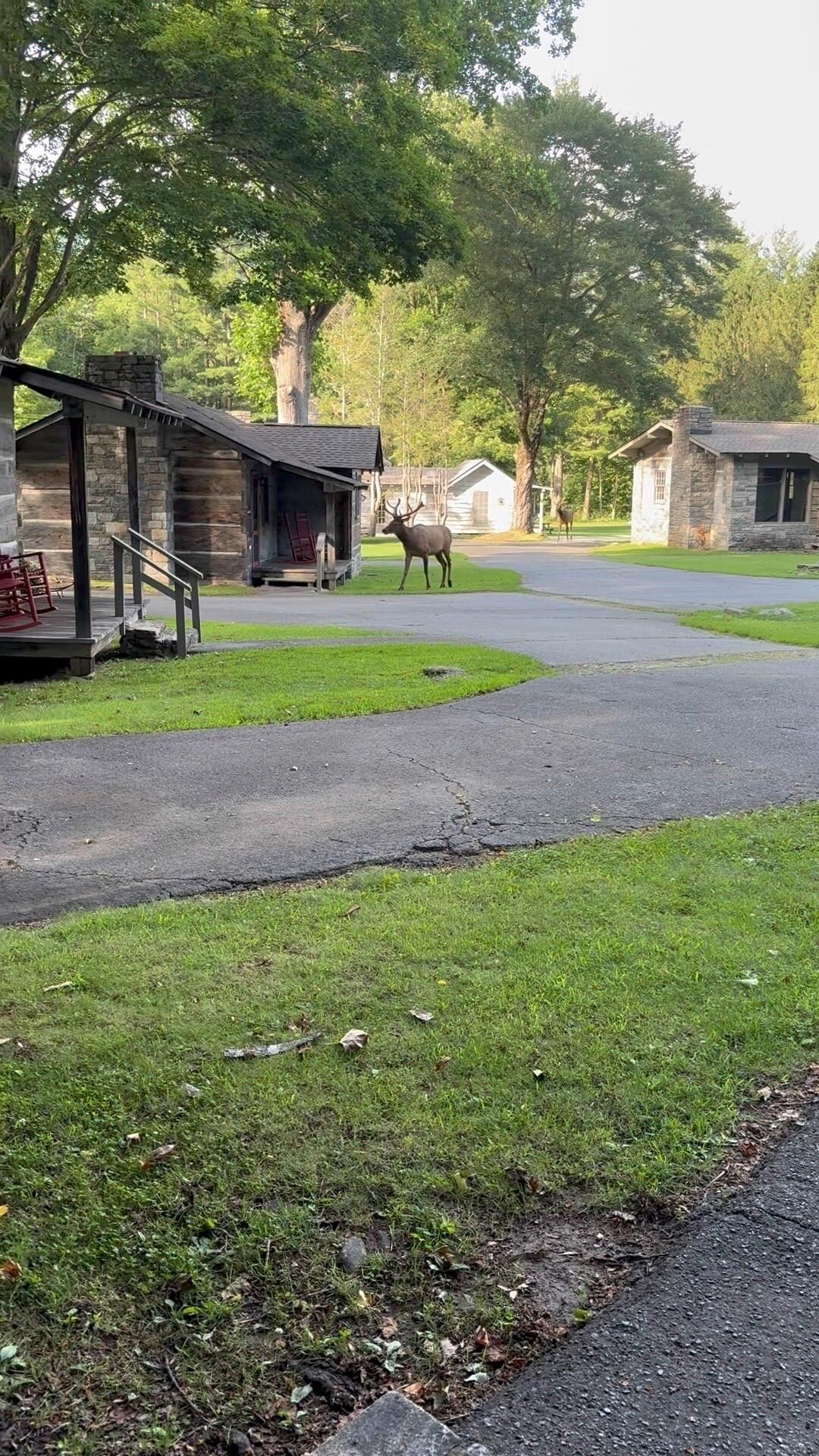 Elk passing through 