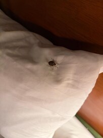 On the pillow when we were going to bed