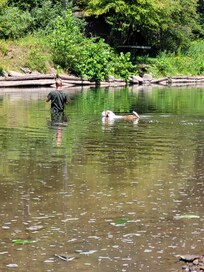 Fishing with the dogs