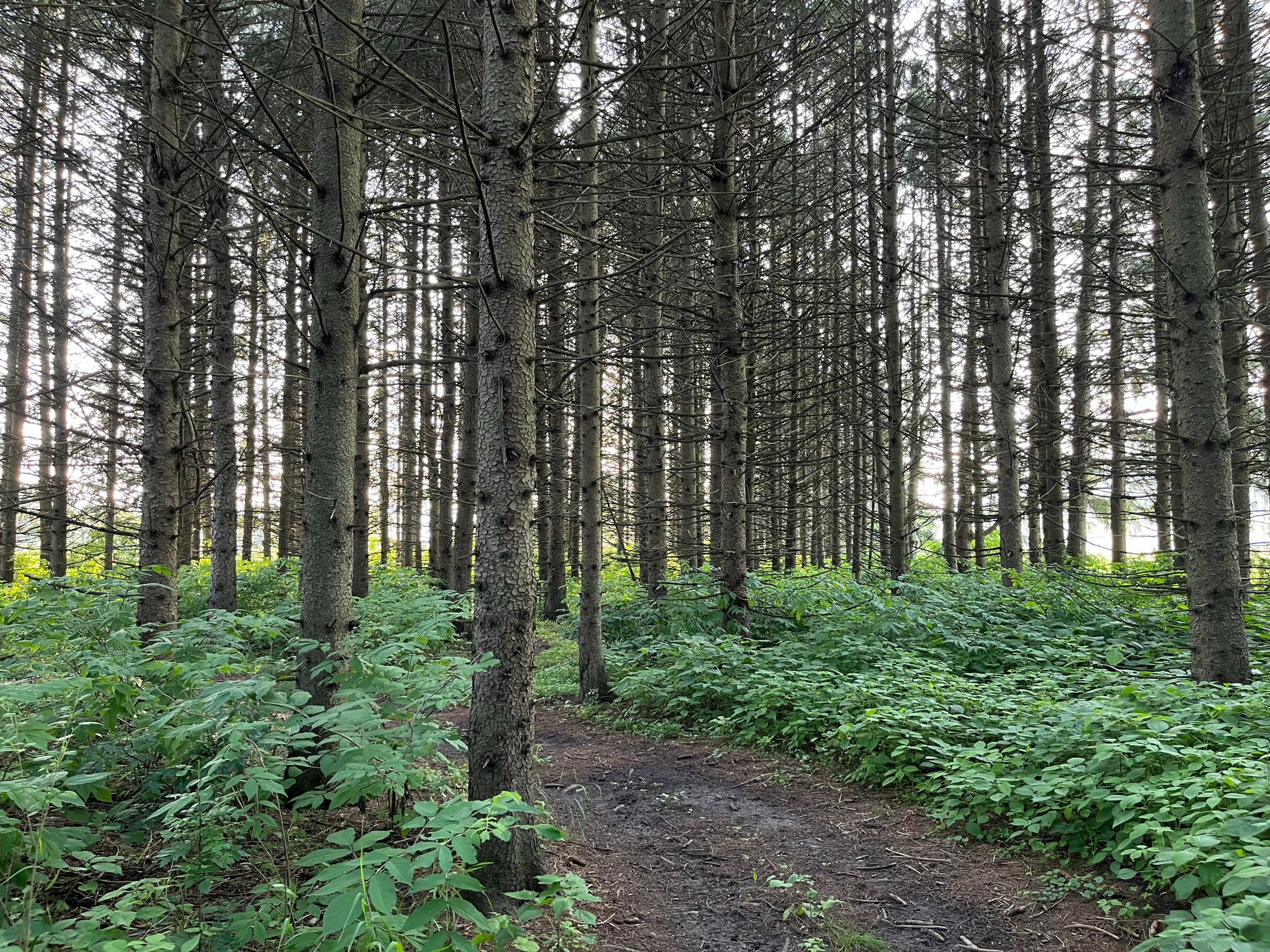 Walking path through the pine woods