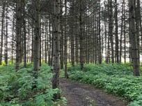 Walking path through the pine woods