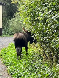 Moose just down the road from the cabin