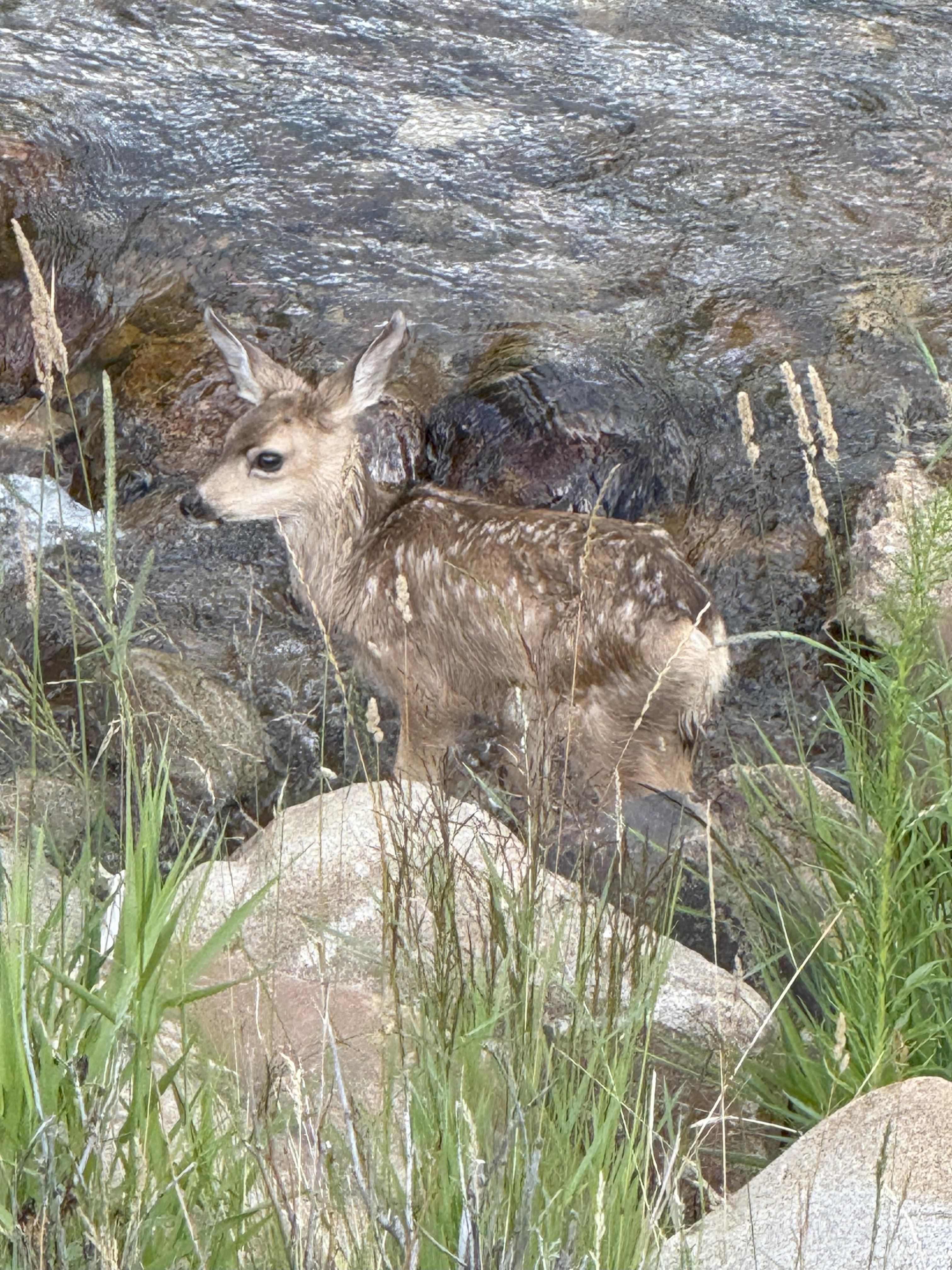 Baby deer by the river in the backyard.