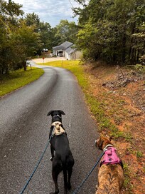 Road in the neighborhood