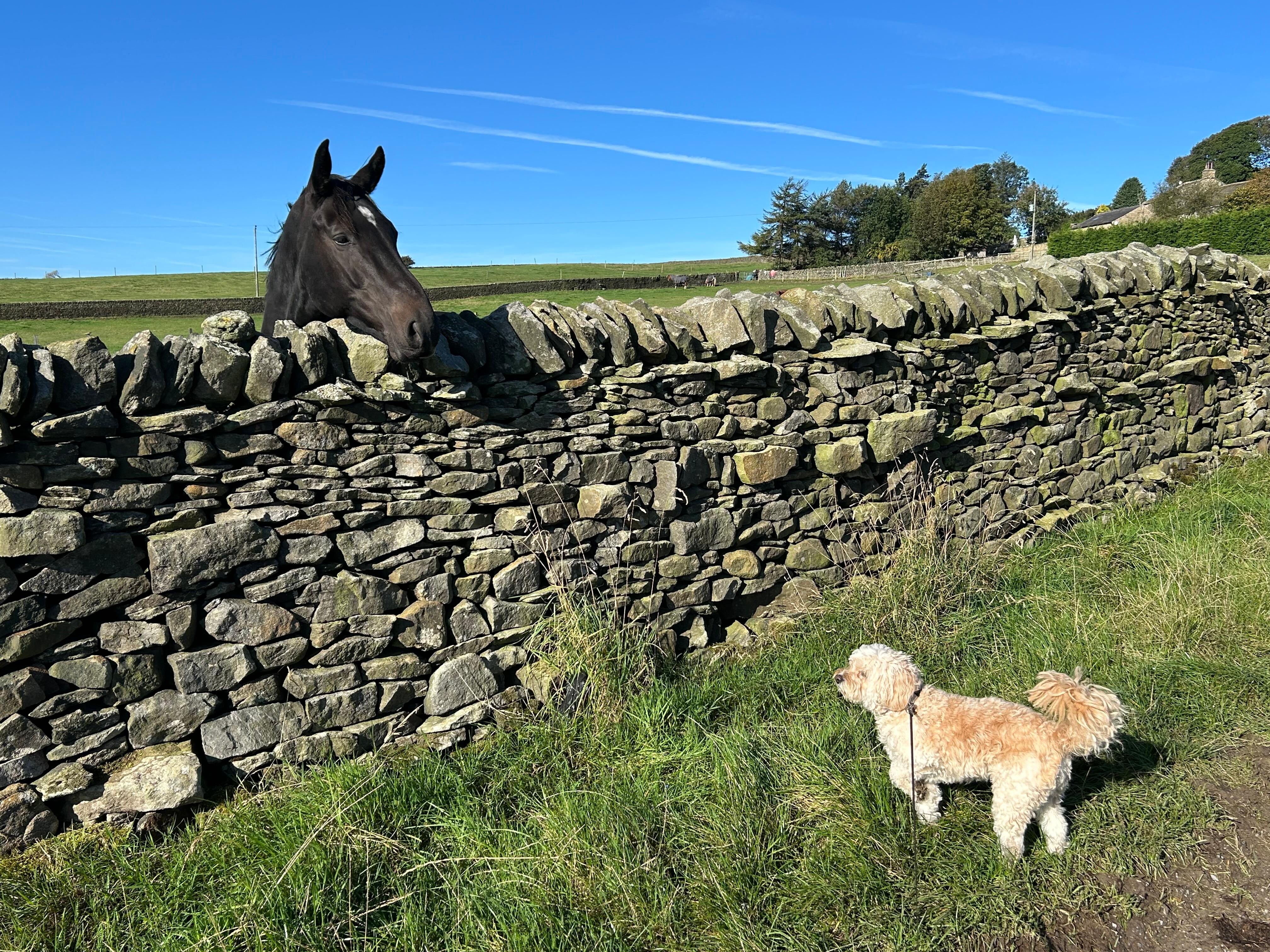 Lovely walks for our dog (meeting one of the horses)…