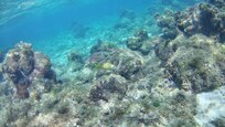 Coral close to the house. I swam out to it.