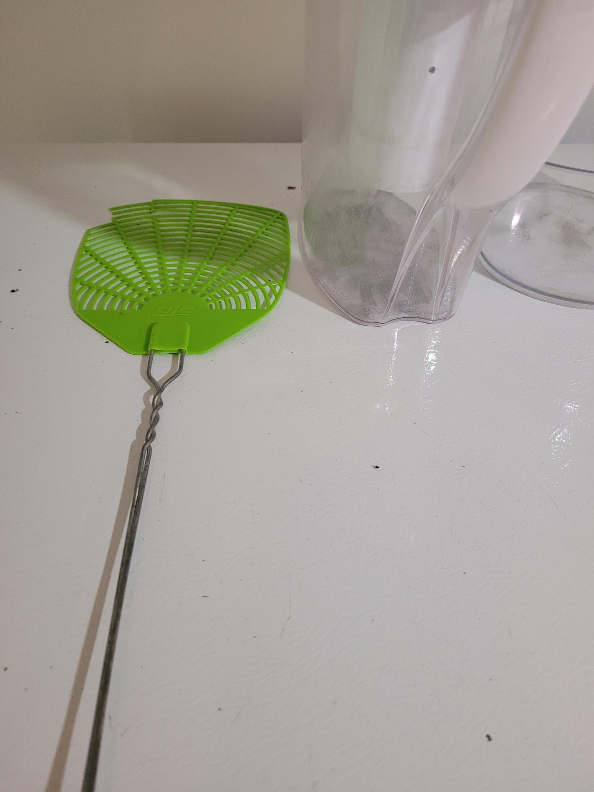 dead insects found lying around throughout the house