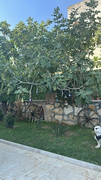 Sie haben auch ein Feigenbaum, durften uns so viele nehmen wie wir wollen