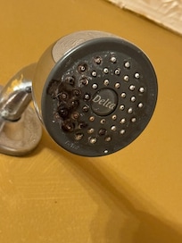 Shower head looks moldy; shower curtain also had a couple spots of mold