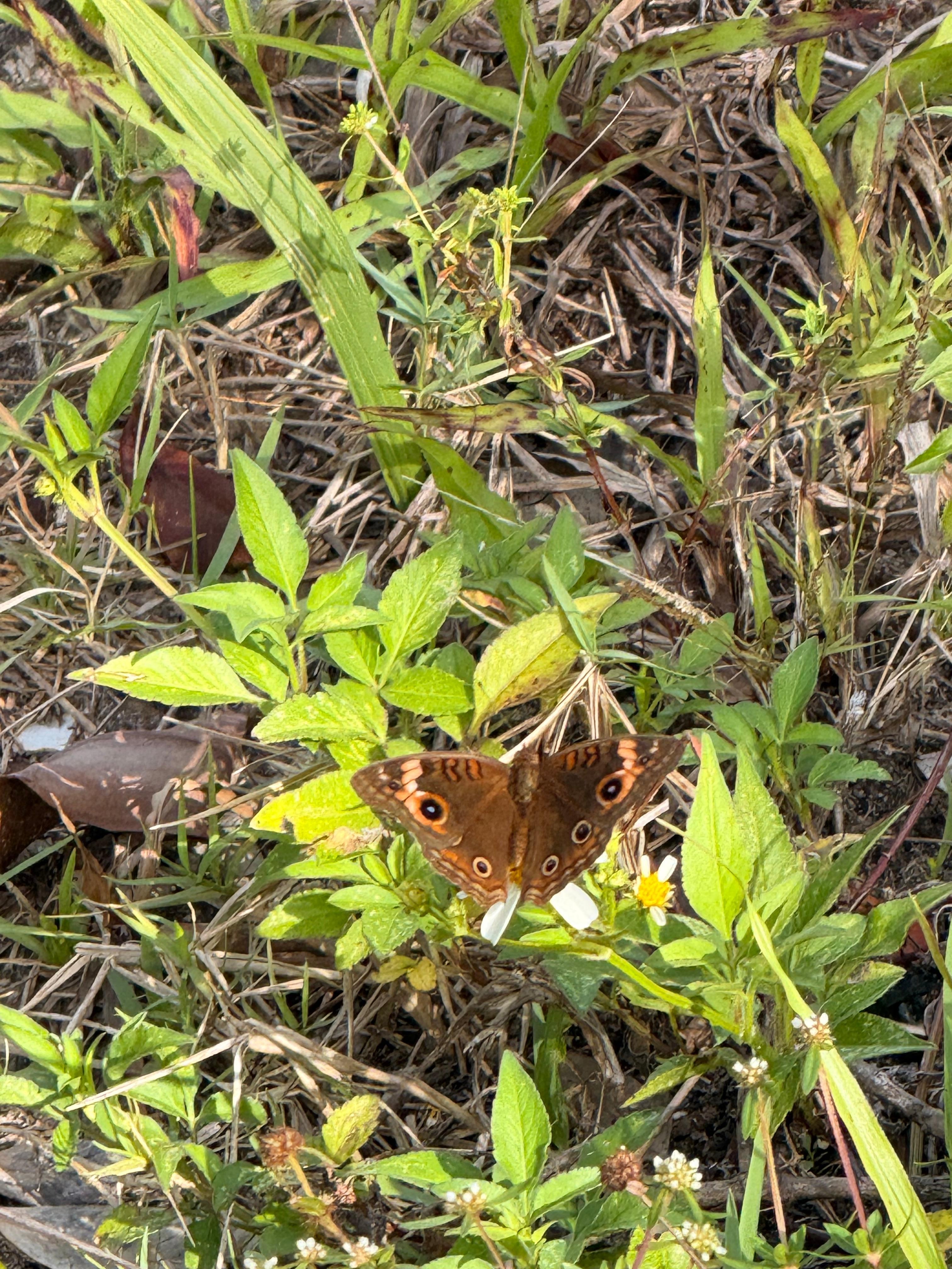Mangrove buckeye butterfly