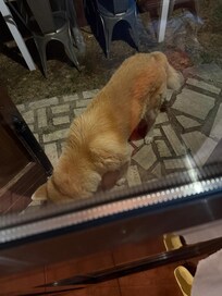 Chien en totale liberté