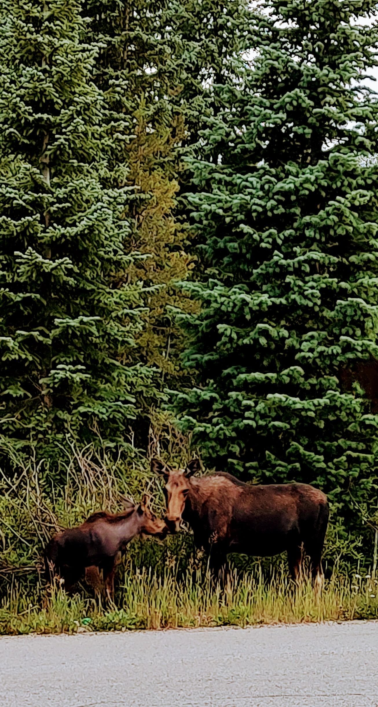 Moose visitors 
