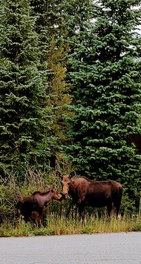 Moose visitors