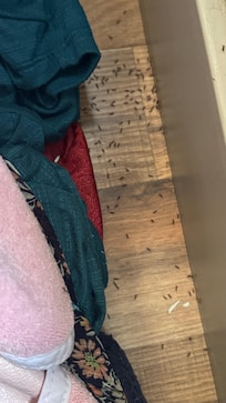 Ants in the bedroom.