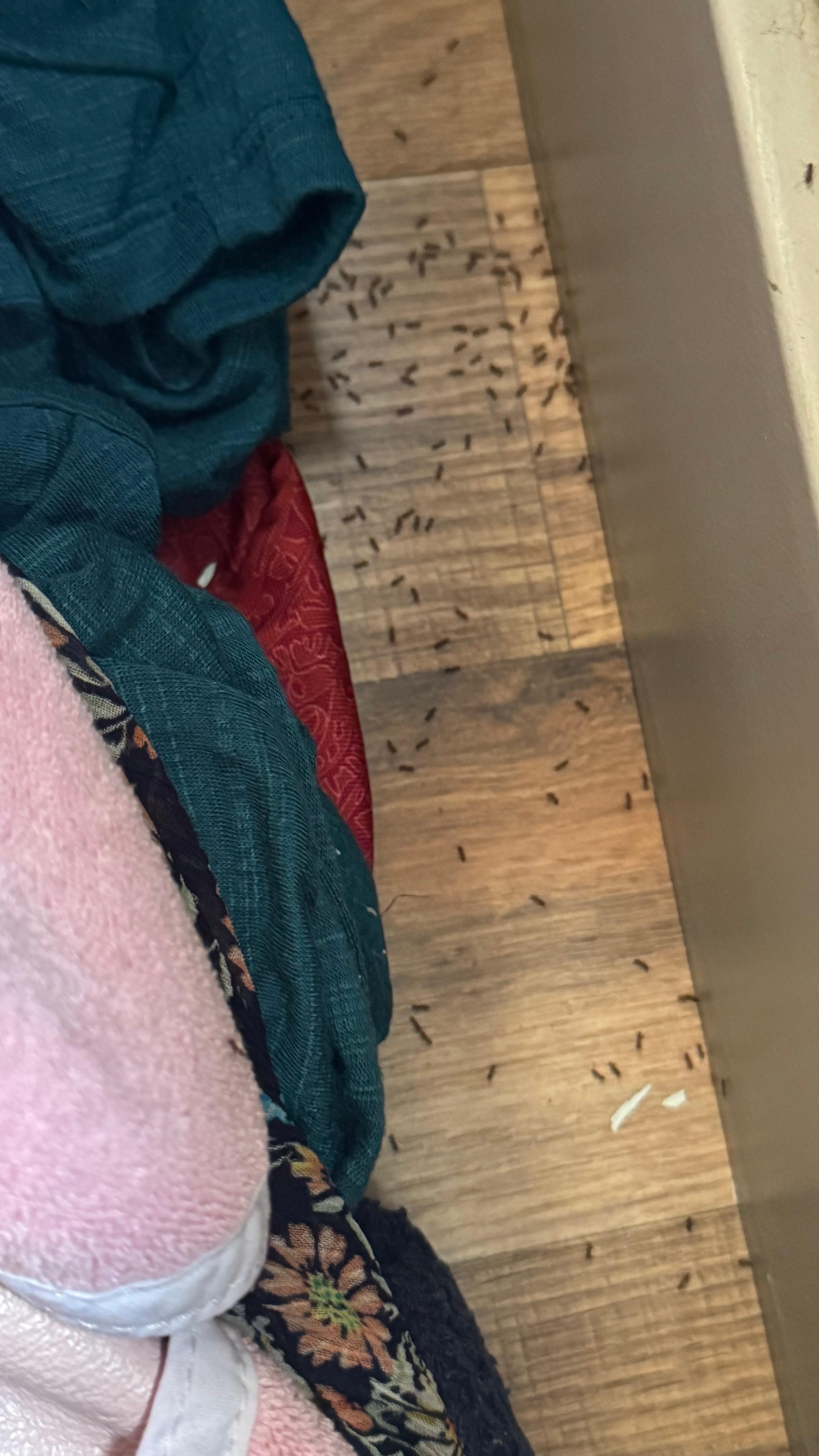 Ants in the bedroom.