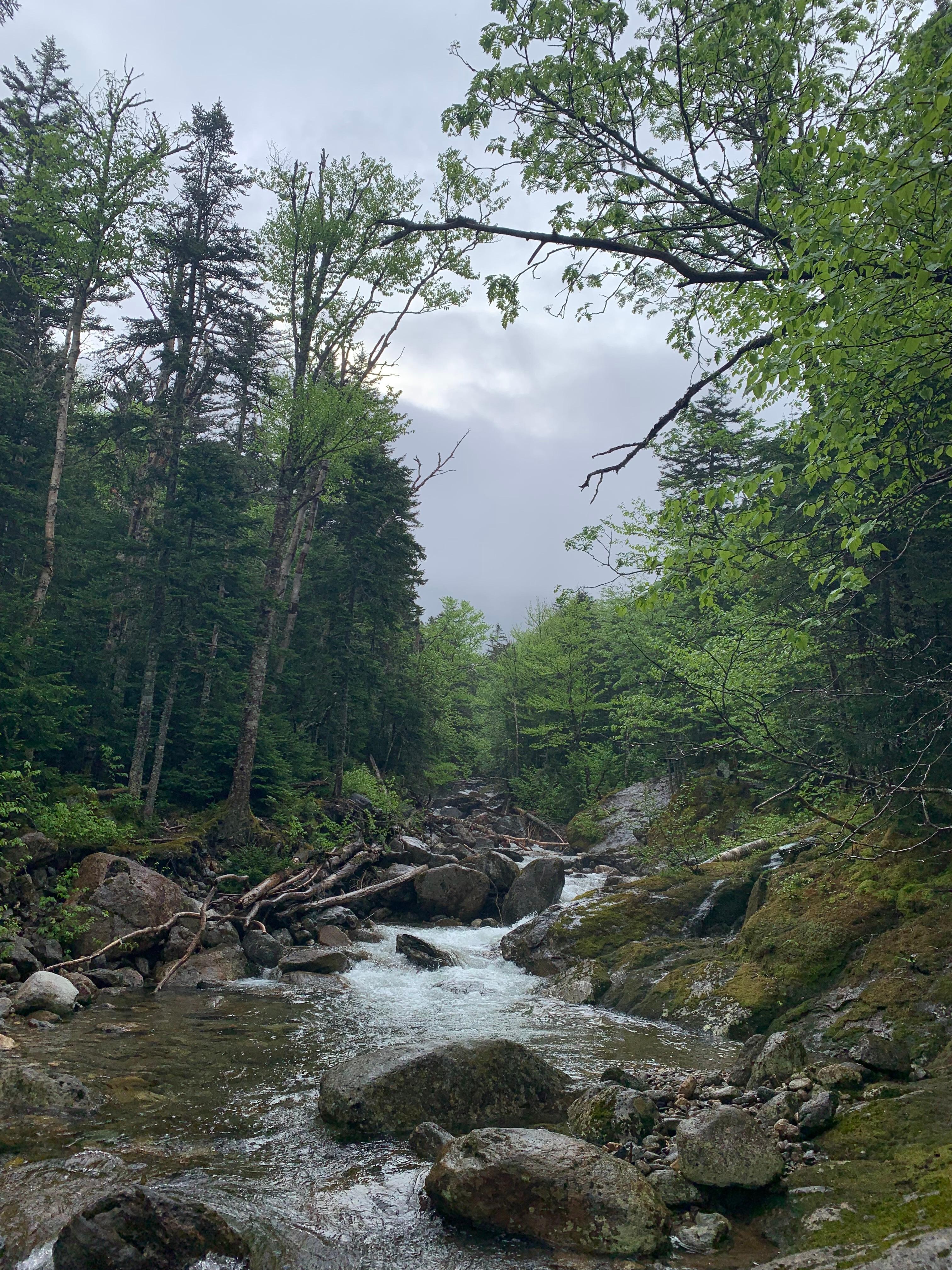 On the Ammonoosuc Trail (2)