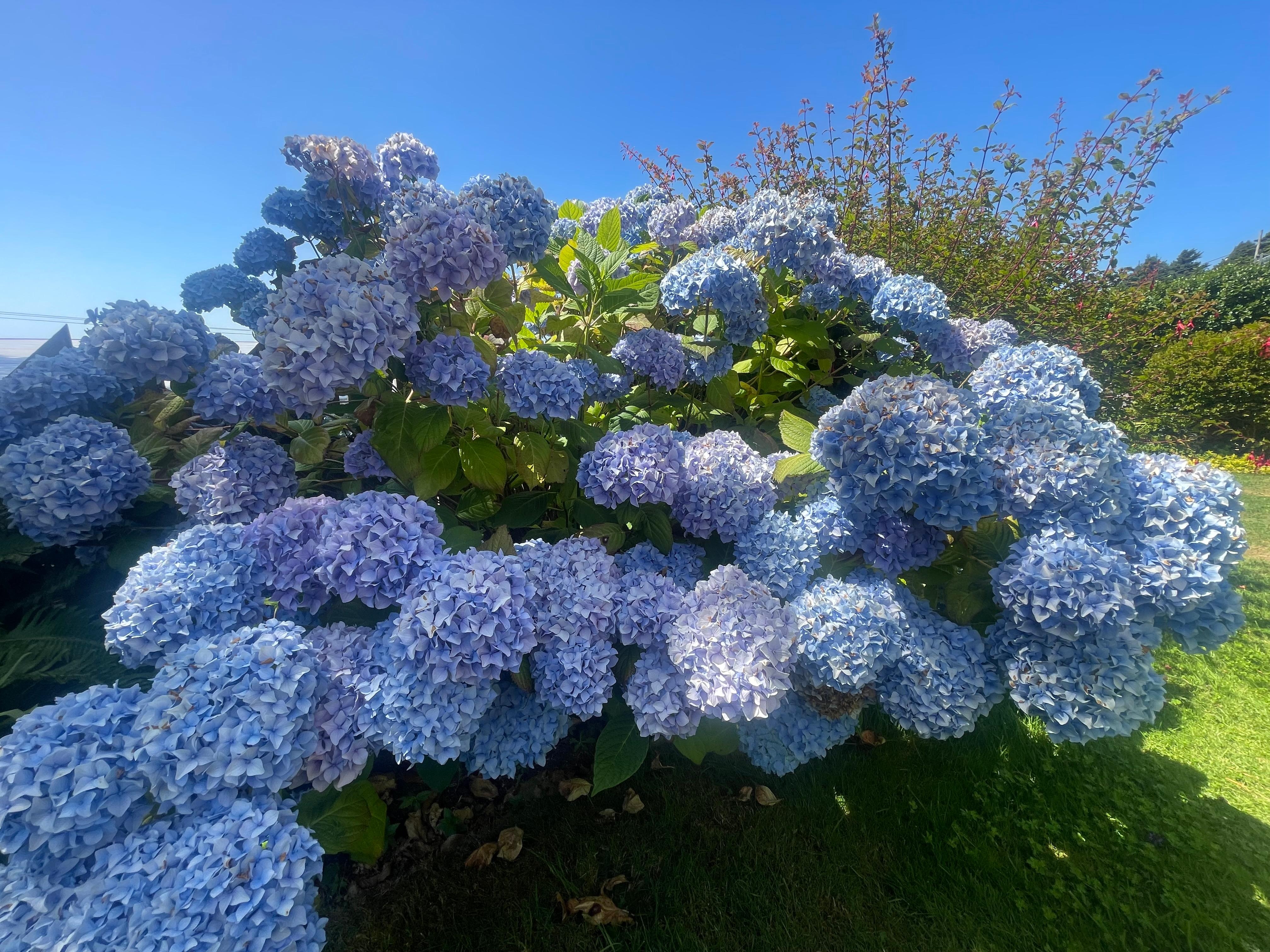 Gorgeous flowers in the yard