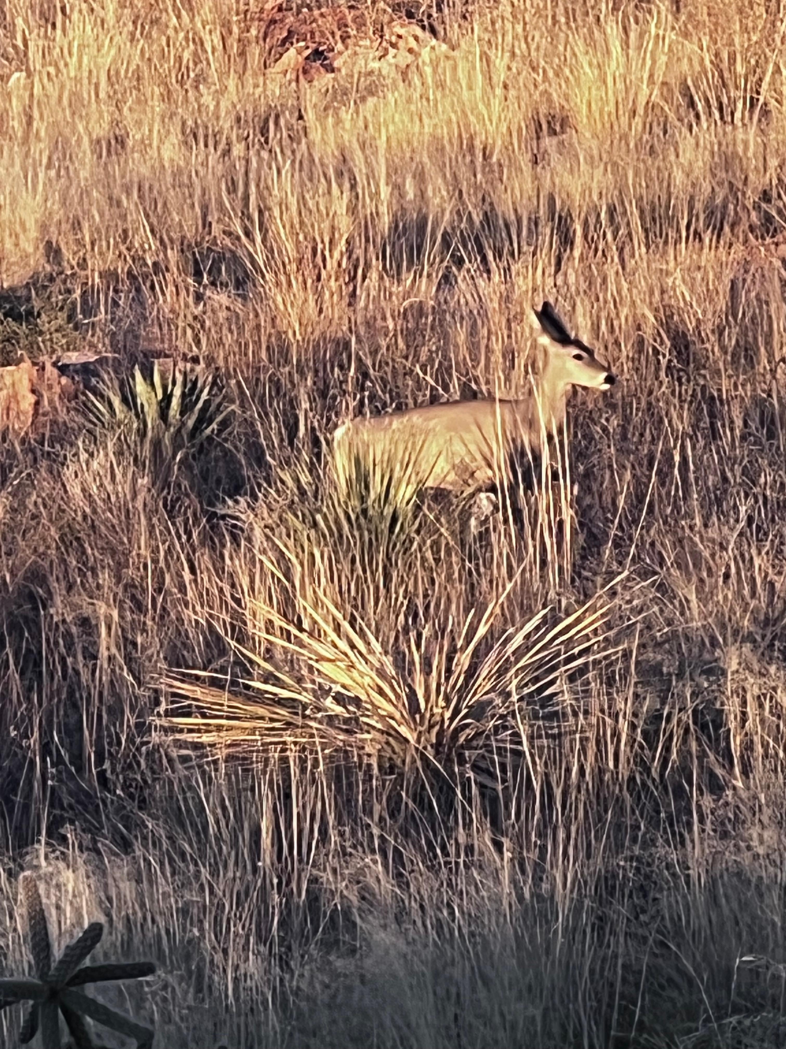 White tail deer showed up at dusk nightly