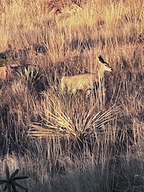 White tail deer showed up at dusk nightly