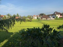 Beautiful rice fields off our balcony