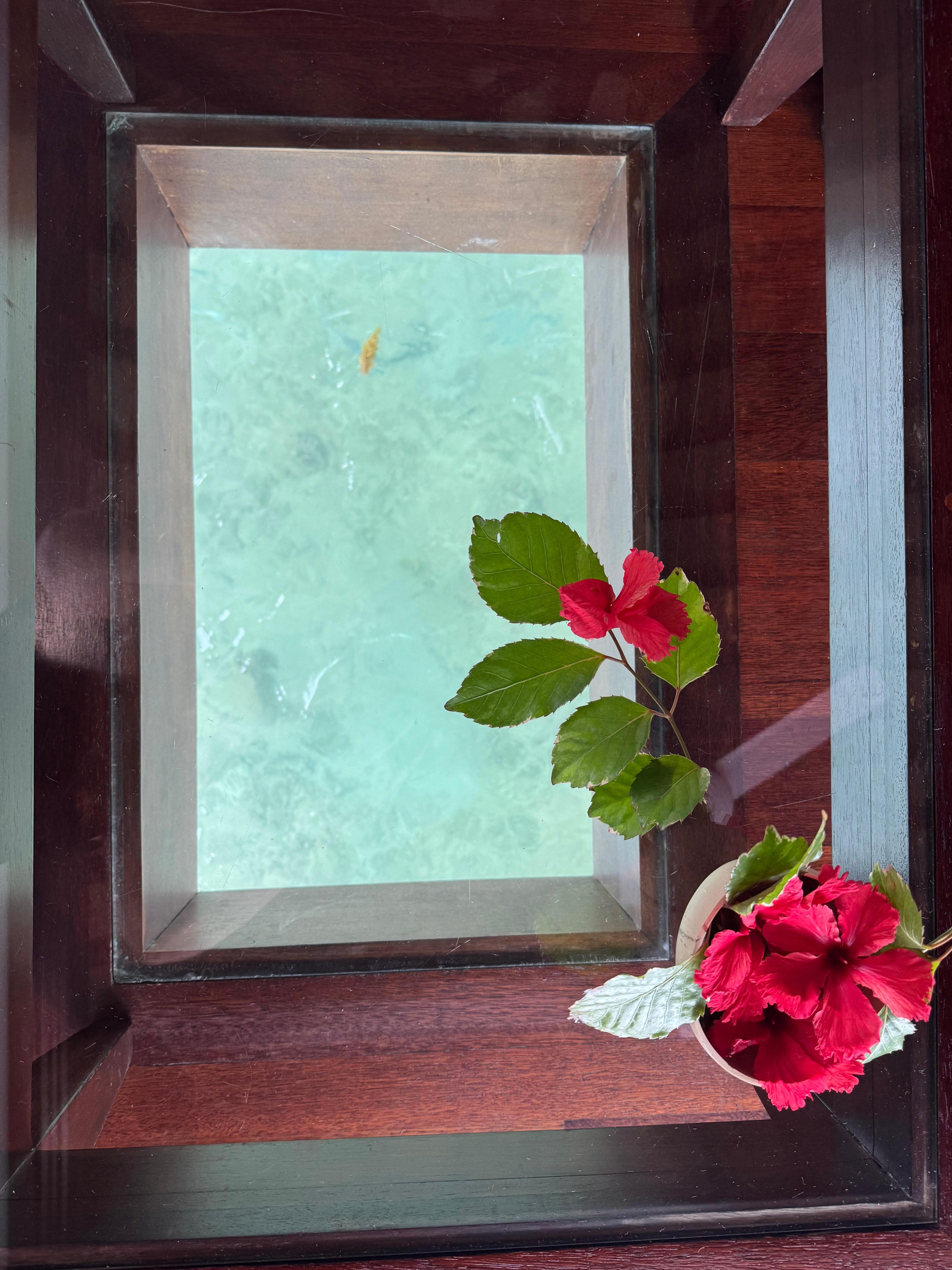 The window to the ocean from the bungalow floor.