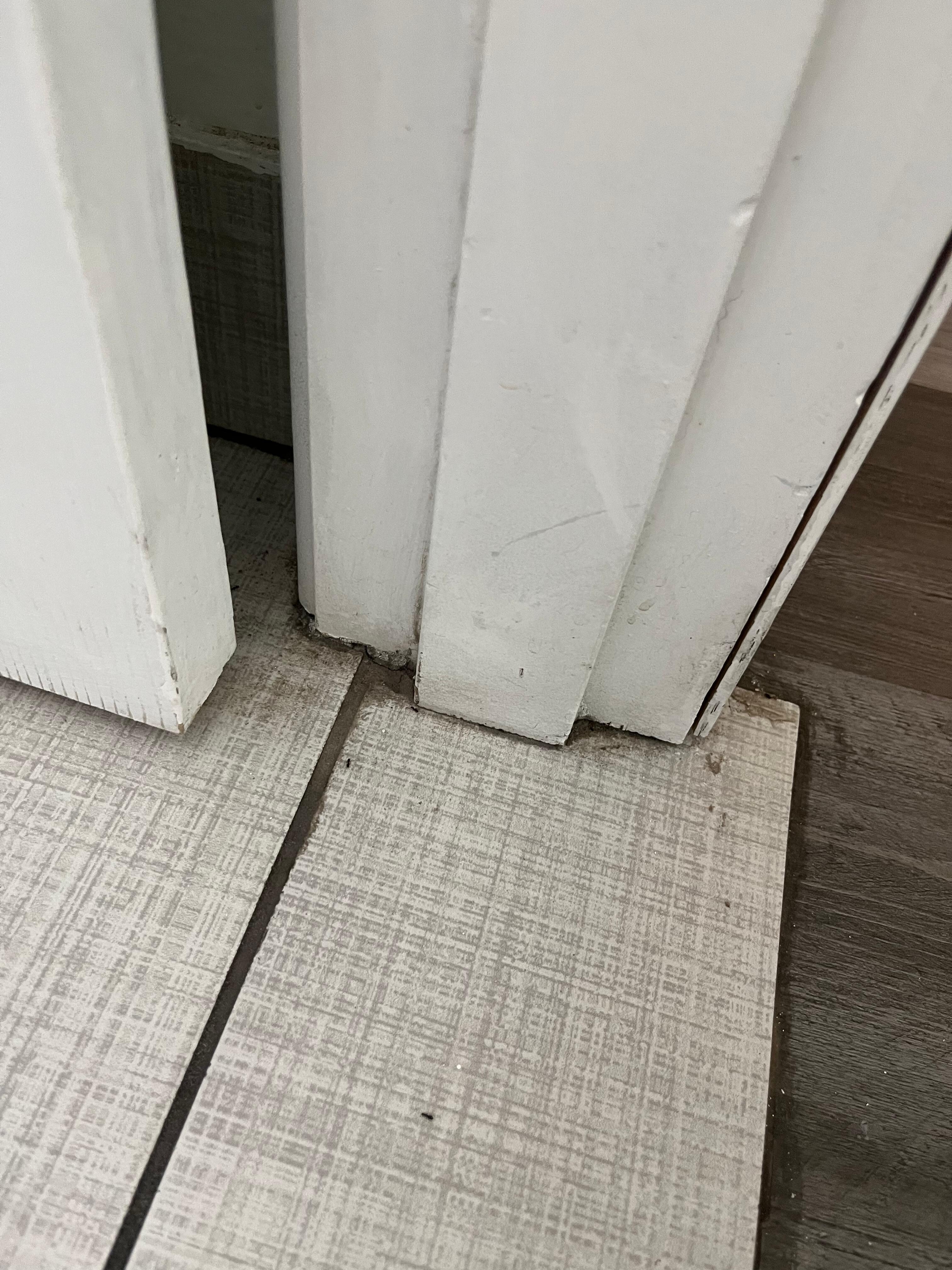 Ants in the bathroom