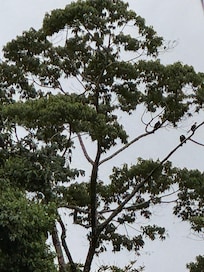 Macaws in the trees