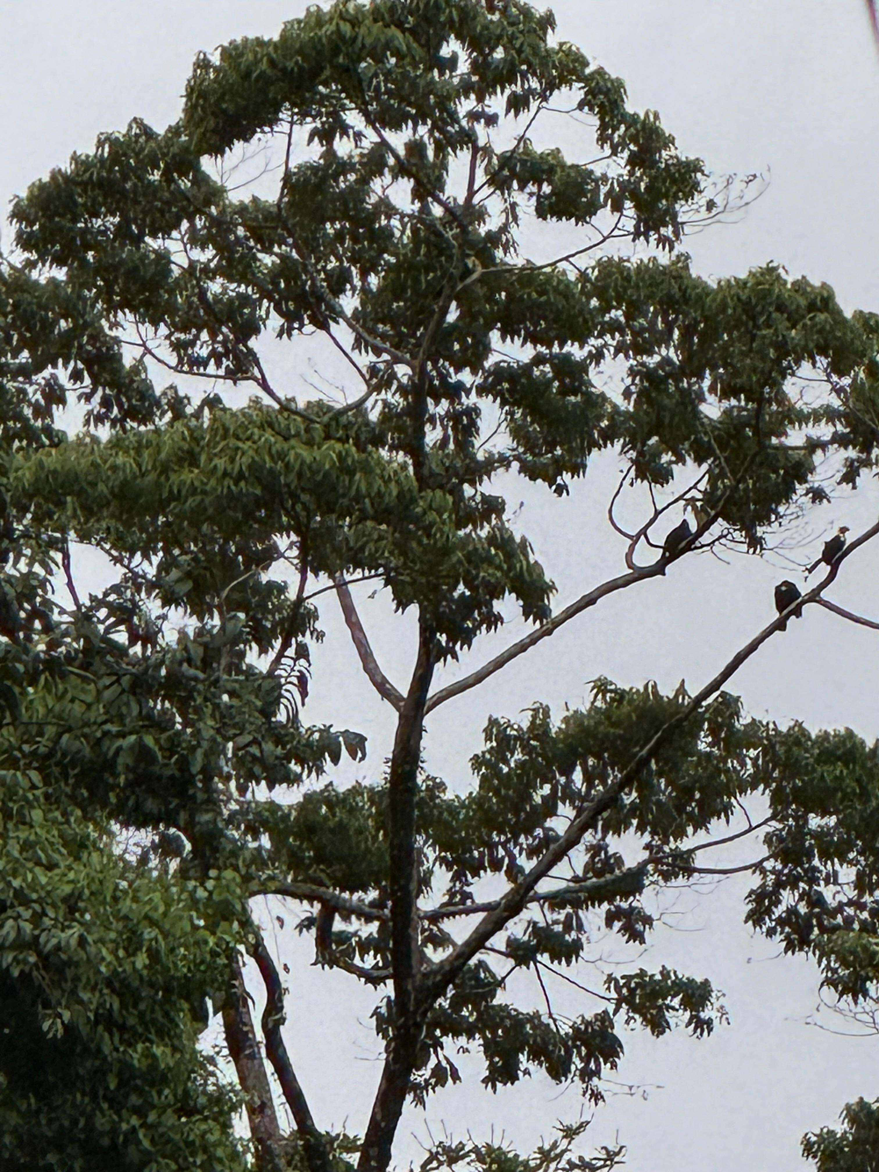 Macaws in the trees