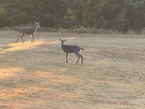 Friendly visitors one evening.