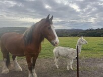 Erol and Chai