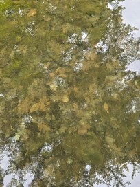 Before we cleaned the pond