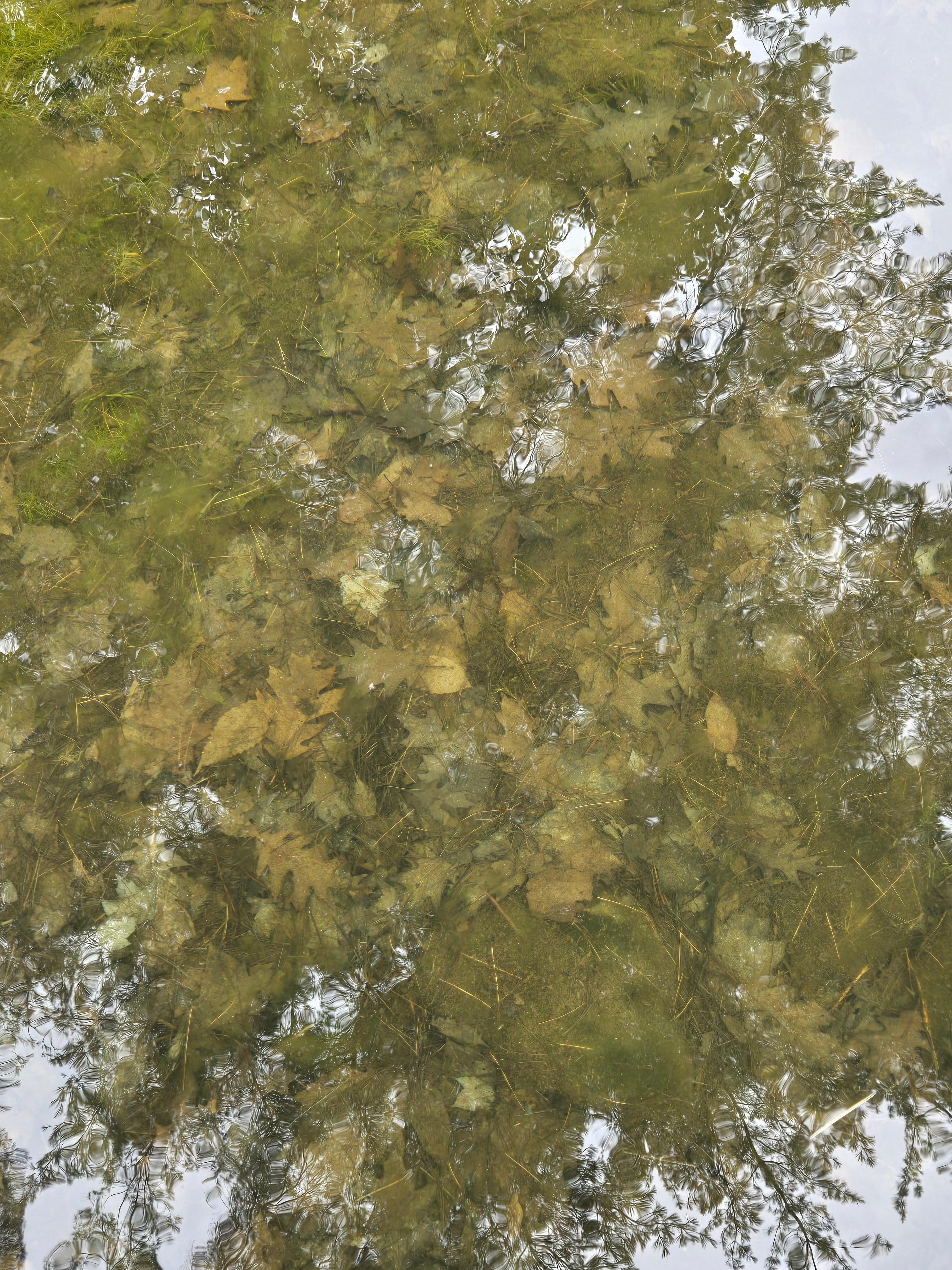 Before we cleaned the pond 