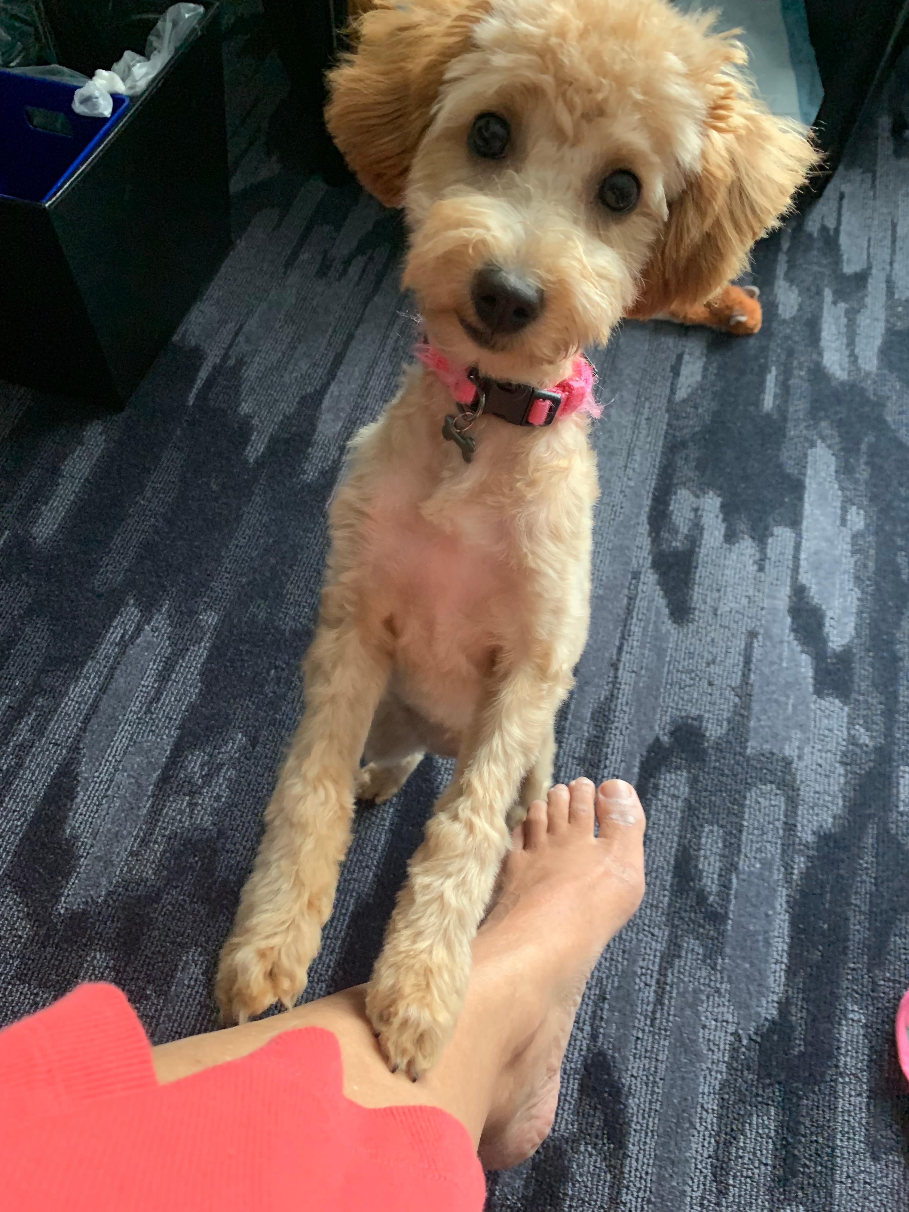Dog had a great time!