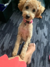 Dog had a great time!