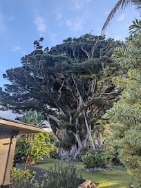 The Banyan