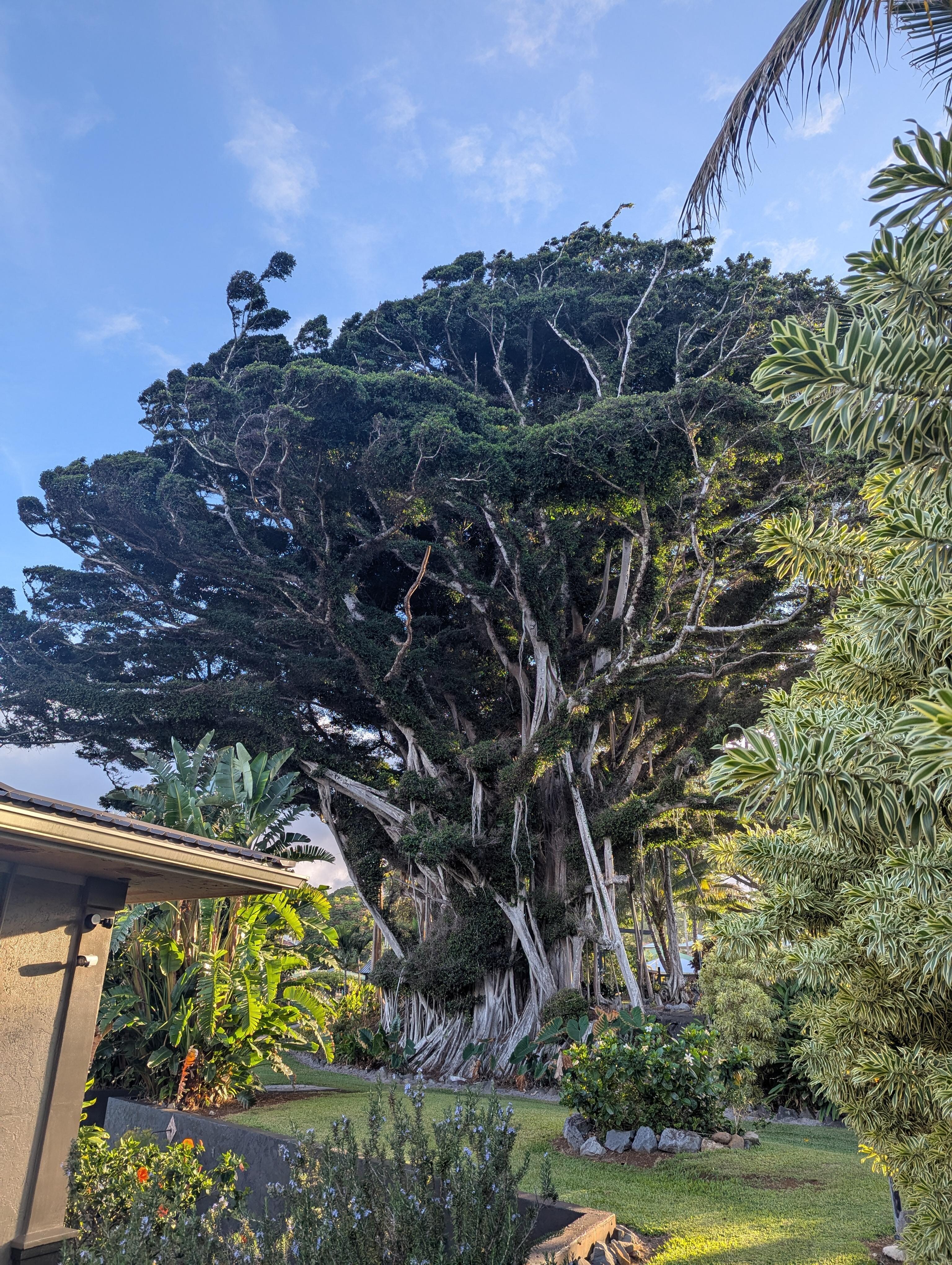 The Banyan