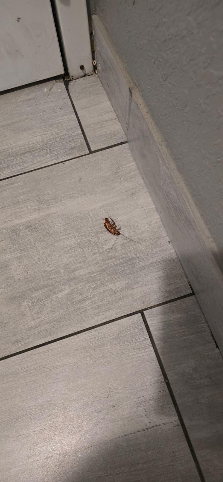 I killed a big roach in our room. Saw more in the breakfast bar