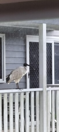 White Australian Ibis (Binius Chickenus) 😁