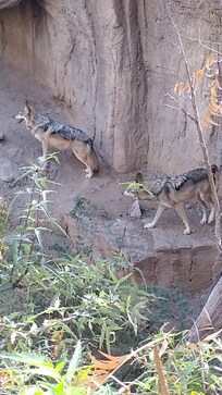 Sonora Desert Museum