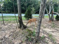 Friendly guest come to say hello everyday