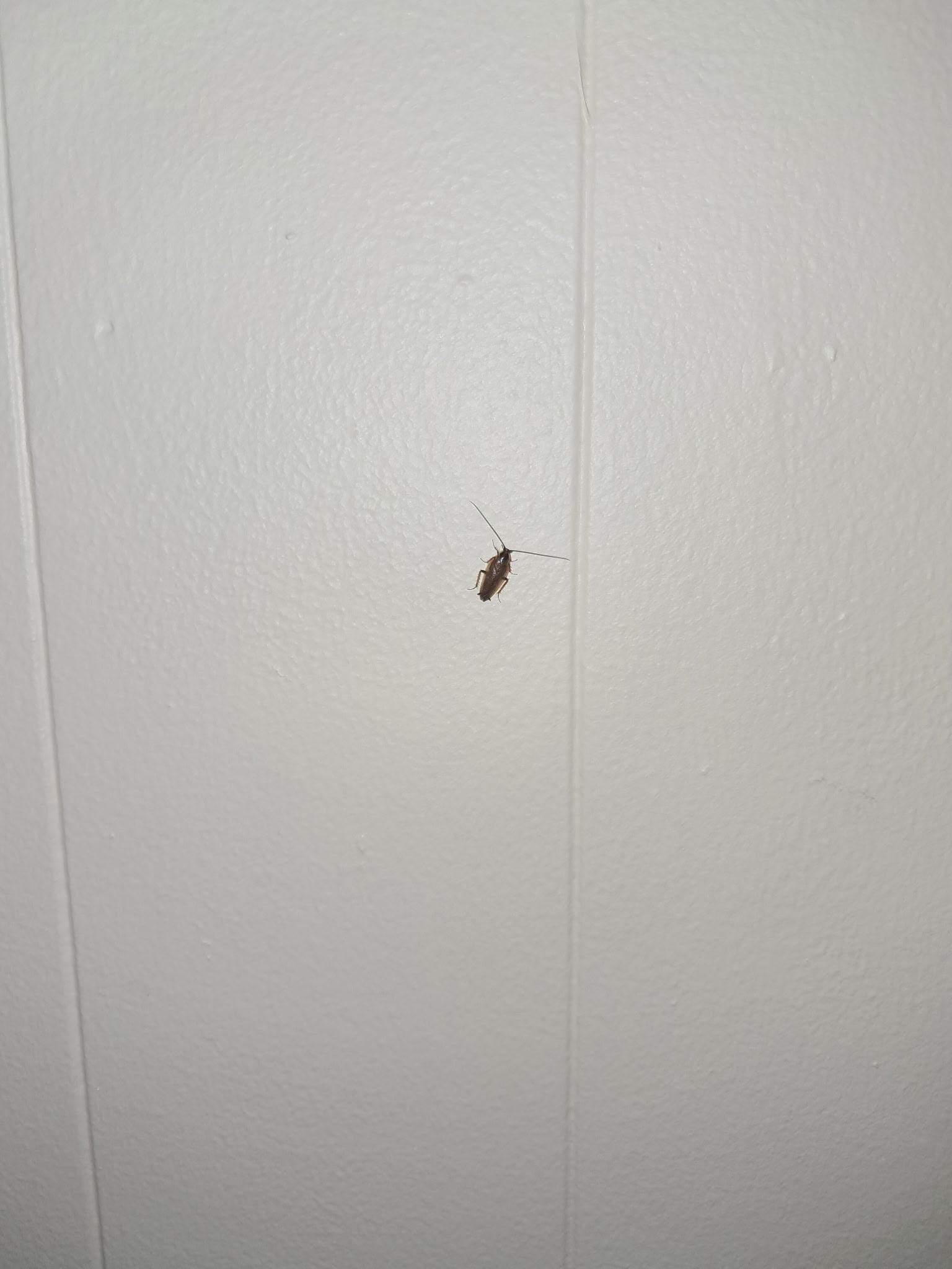 Cockroach crawling up the wall 