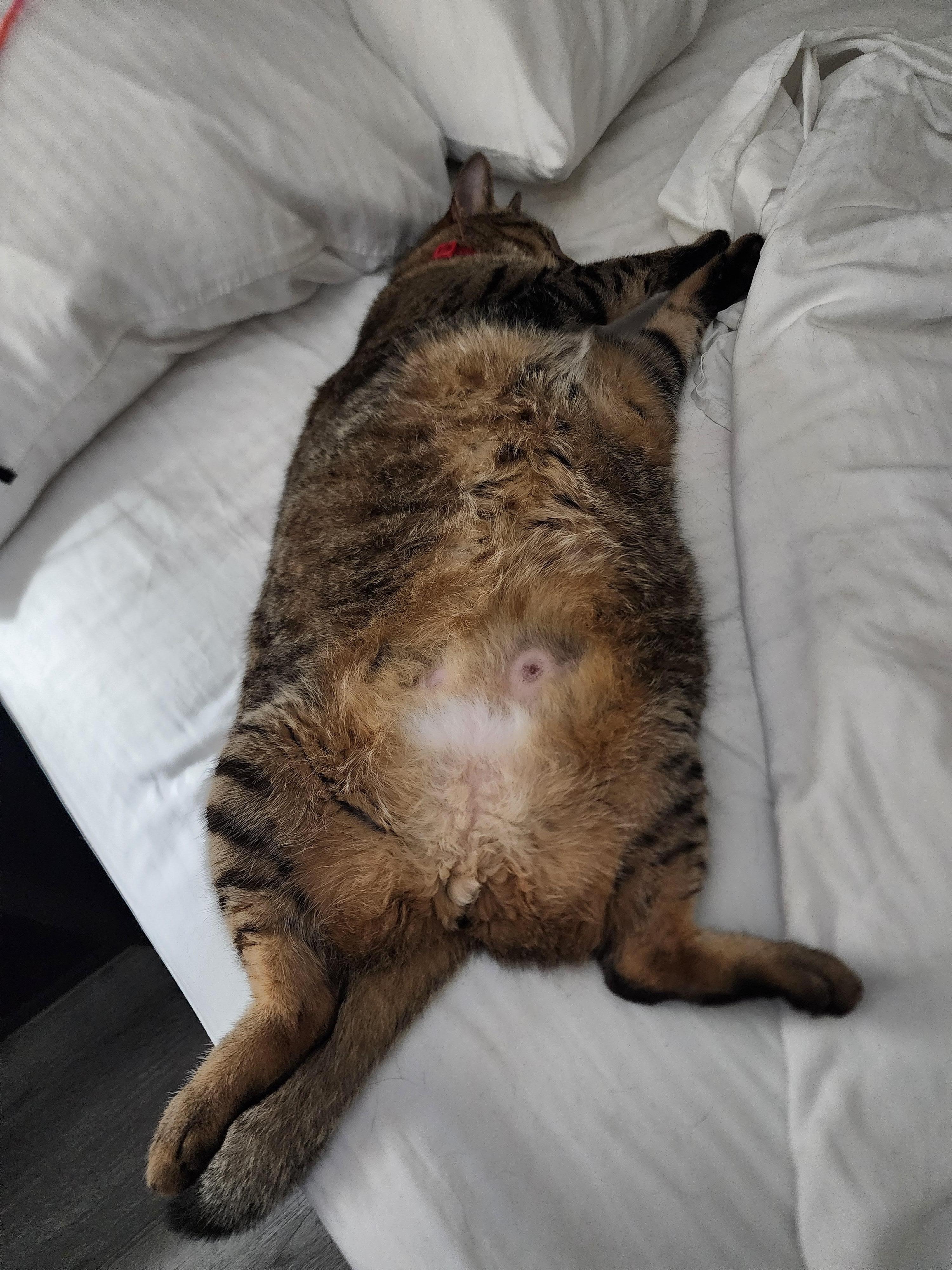 My emotional support kitty