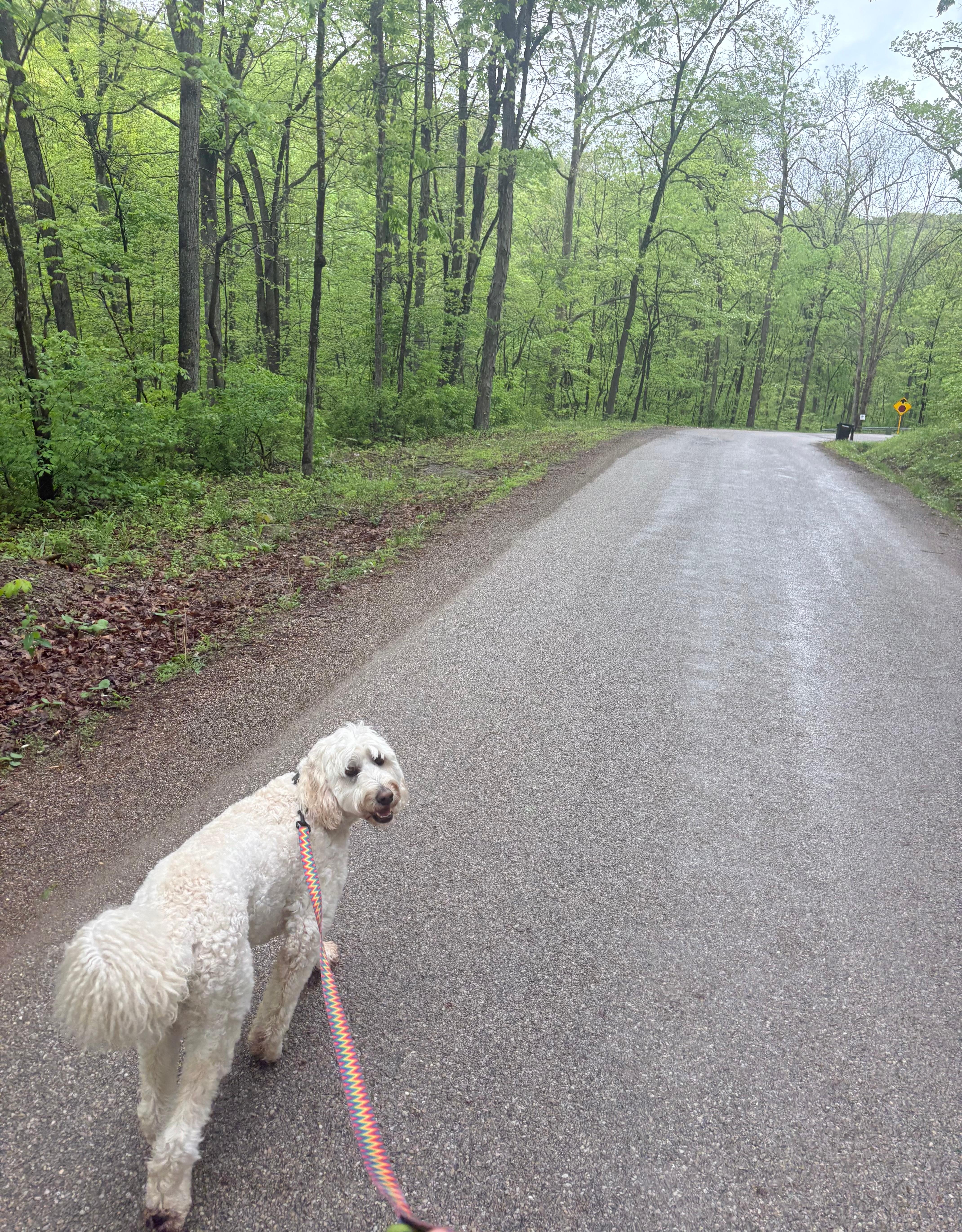 Quiet walk on cabin’s street