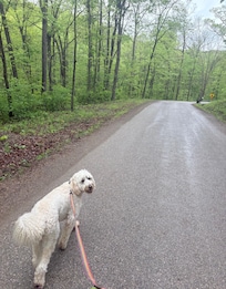 Quiet walk on cabin’s street