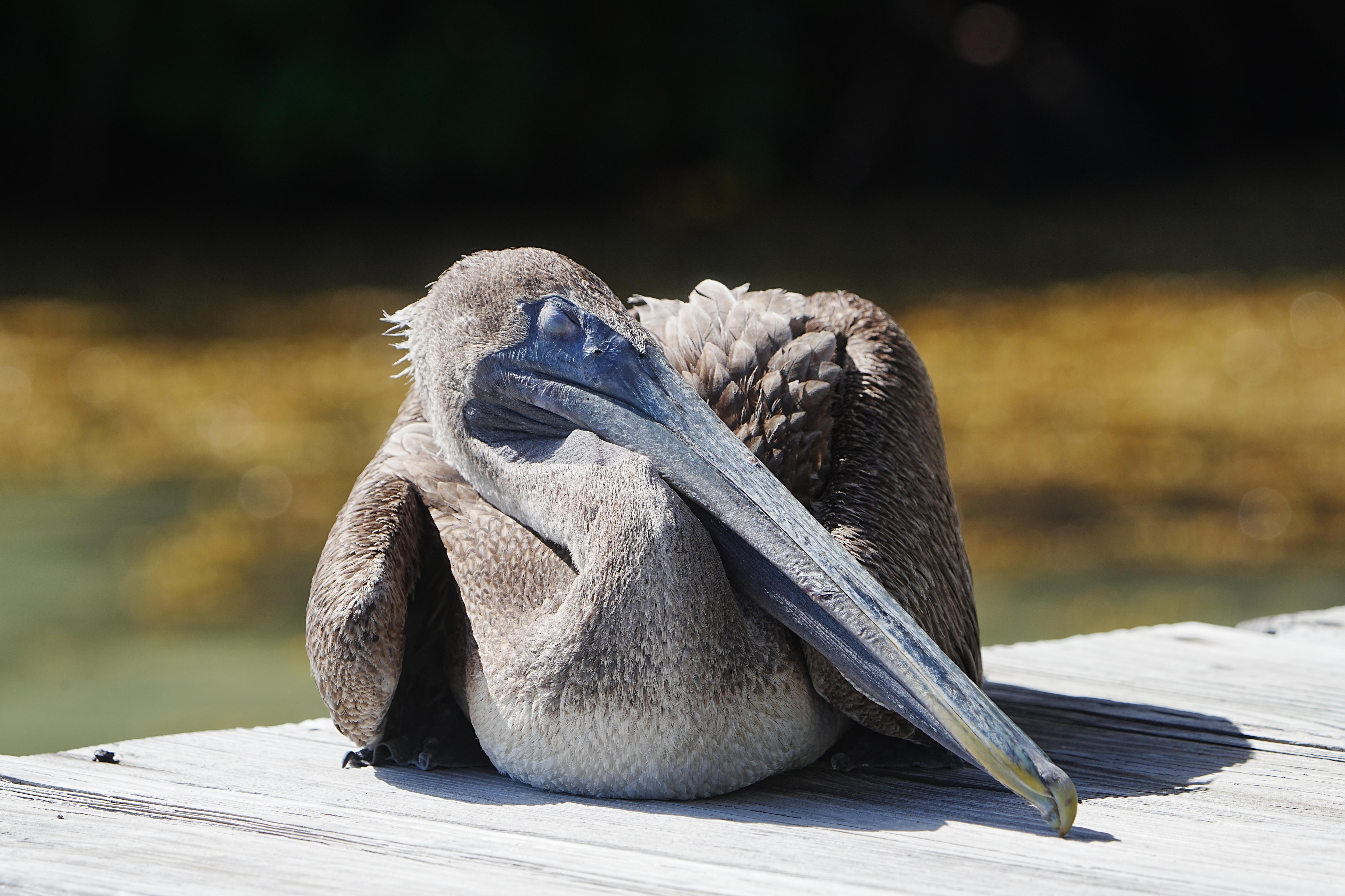 Nanuk the brown pelican relaxing on the private pier.