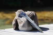Nanuk the brown pelican relaxing on the private pier.