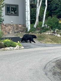 This big fella ran by the house one afternoon.