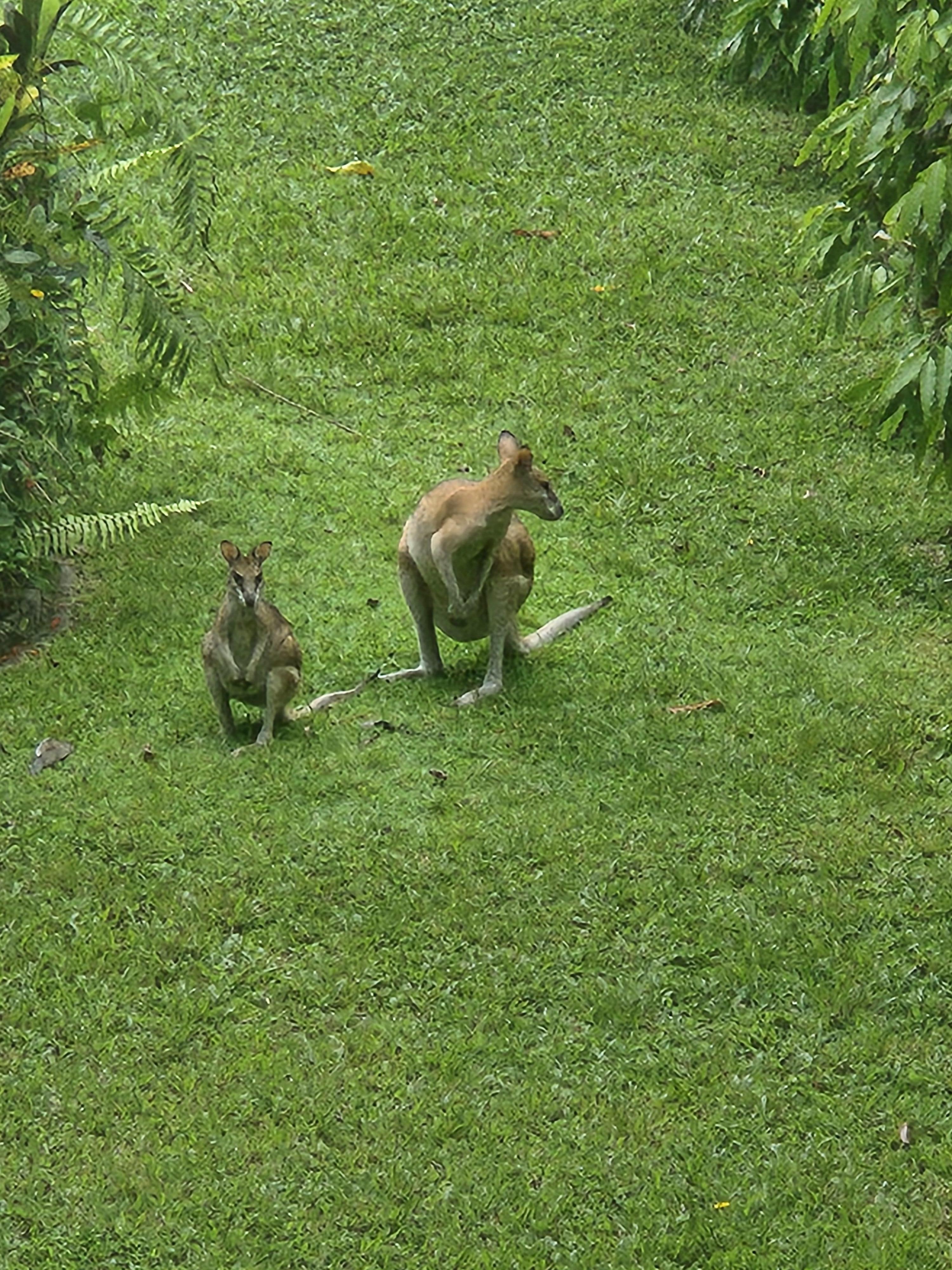 Wildlife right outside our room