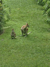 Wildlife right outside our room