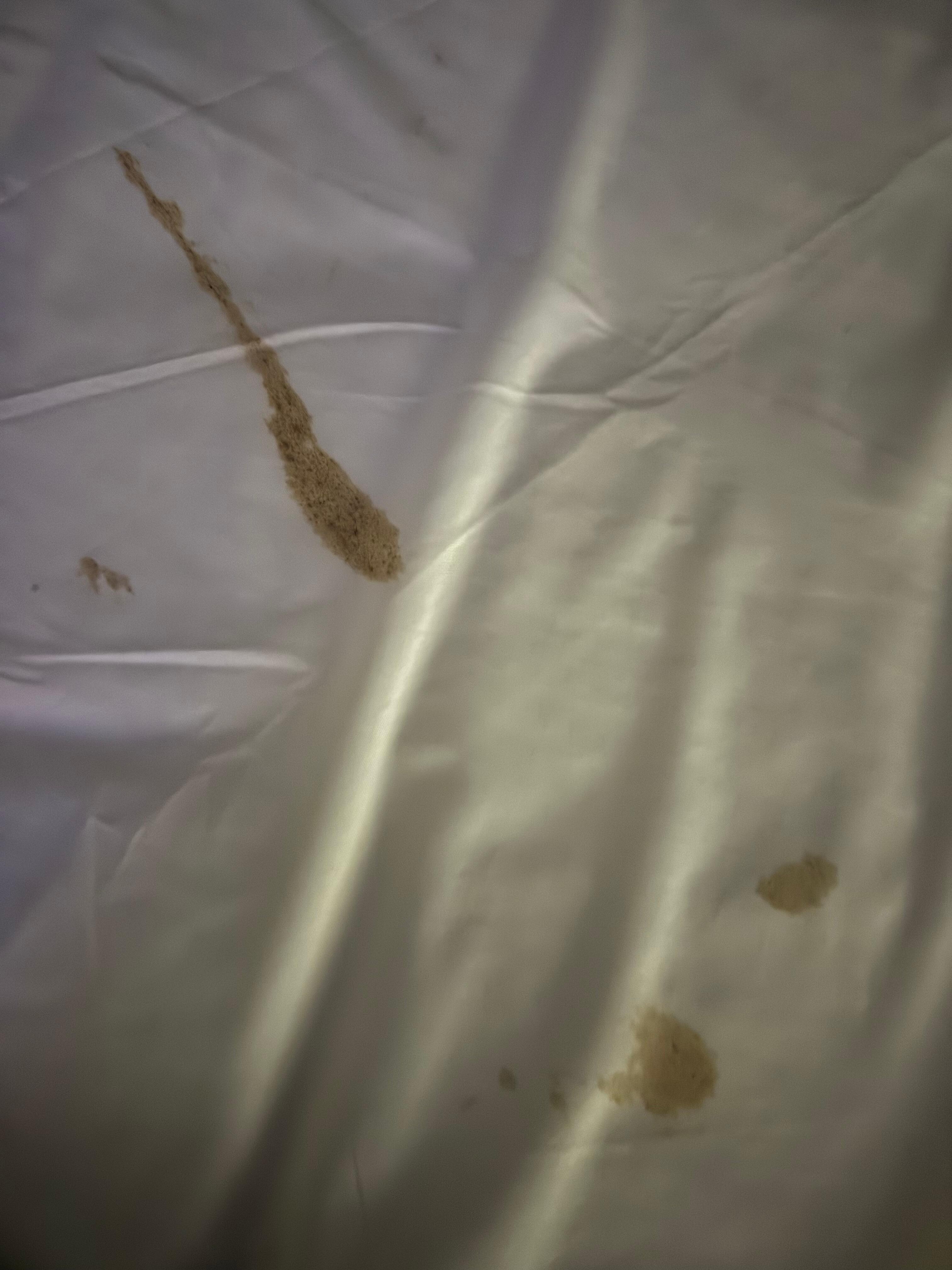 The nasty poop stain on our bed when we got there 